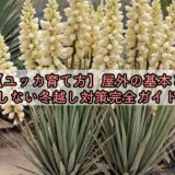【ユッカ育て方】屋外の基本と失敗しない冬越し対策完全ガイド付き
