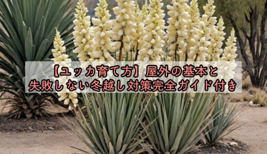 【ユッカ育て方】屋外の基本と失敗しない冬越し対策完全ガイド付き