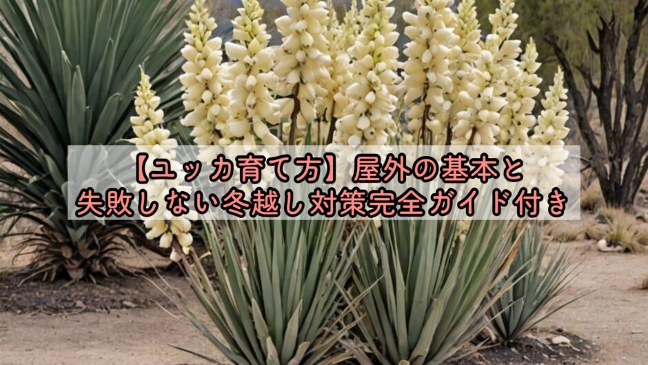 【ユッカ育て方】屋外の基本と失敗しない冬越し対策完全ガイド付き