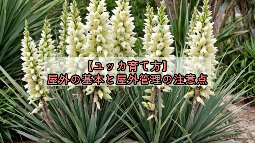 【ユッカ育て方】屋外の基本と屋外管理の注意点