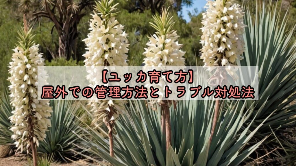 【ユッカ育て方】屋外での管理方法とトラブル対処法