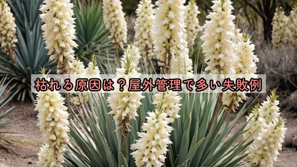 枯れる原因は？屋外管理で多い失敗例