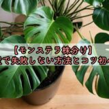 【モンステラ株分け】 切る位置で失敗しない方法とコツ初心者向け