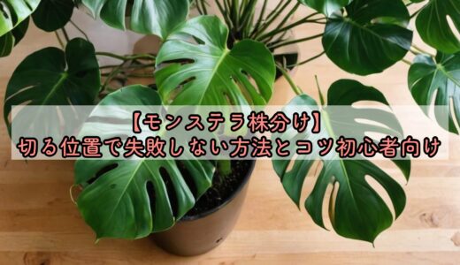 【モンステラ株分け】 切る位置で失敗しない方法とコツ初心者向け