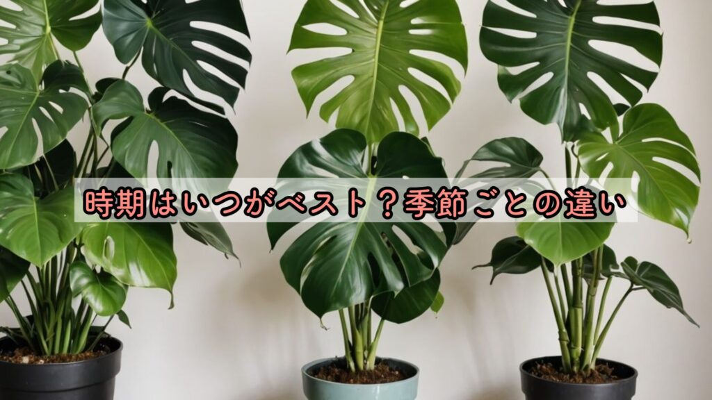 時期はいつがベスト？季節ごとの違い