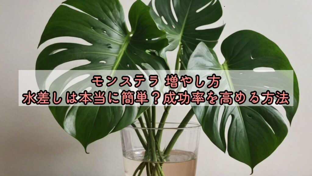 モンステラ 増やし方、水差しは本当に簡単？成功率を高める方法