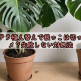 モンステラ植え替えで根っこは切っちゃダメ？失敗しない対処法