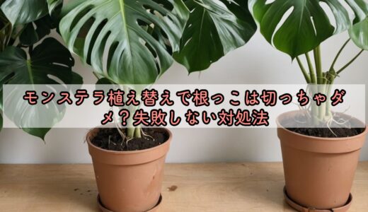 モンステラ植え替えで根っこは切っちゃダメ？失敗しない対処法