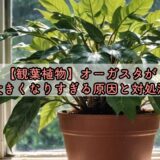 【観葉植物】オーガスタが大きくなりすぎる原因と対処法