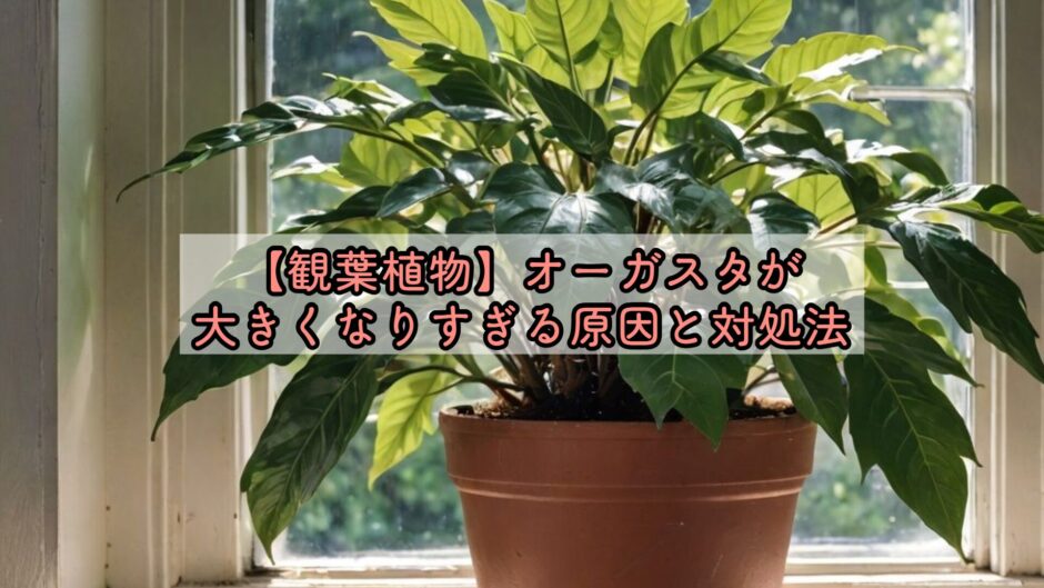 【観葉植物】オーガスタが大きくなりすぎる原因と対処法