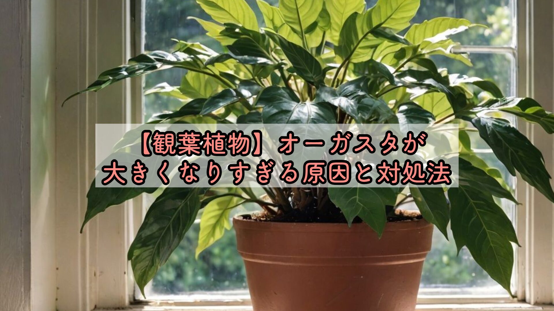 観葉植物】オーガスタが大きくなりすぎる原因と対処法 | グリーン