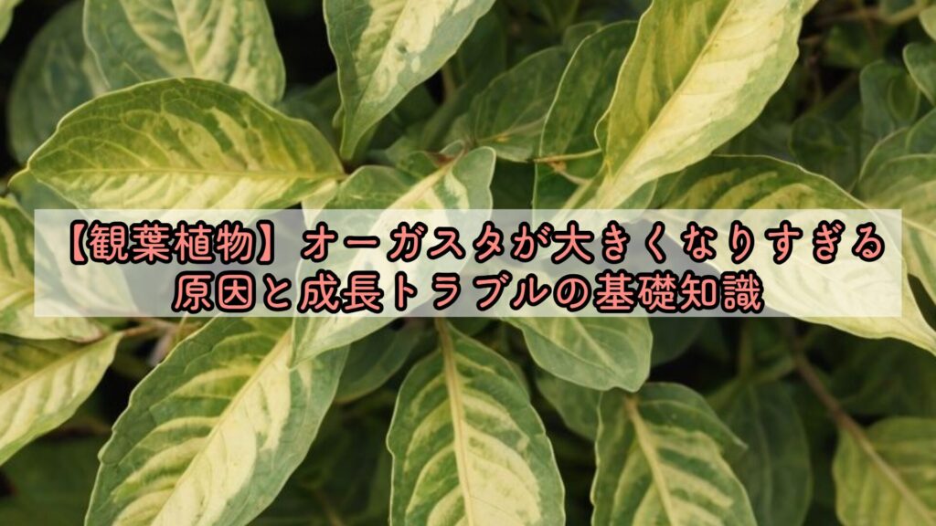 【観葉植物】オーガスタが大きくなりすぎる原因と成長トラブルの基礎知識