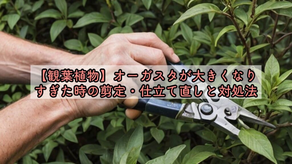 【観葉植物】オーガスタが大きくなりすぎた時の剪定・仕立て直しと対処法