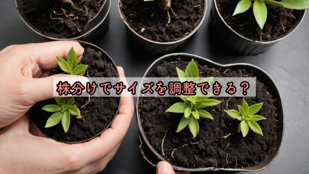 株分けでサイズを調整できる？
