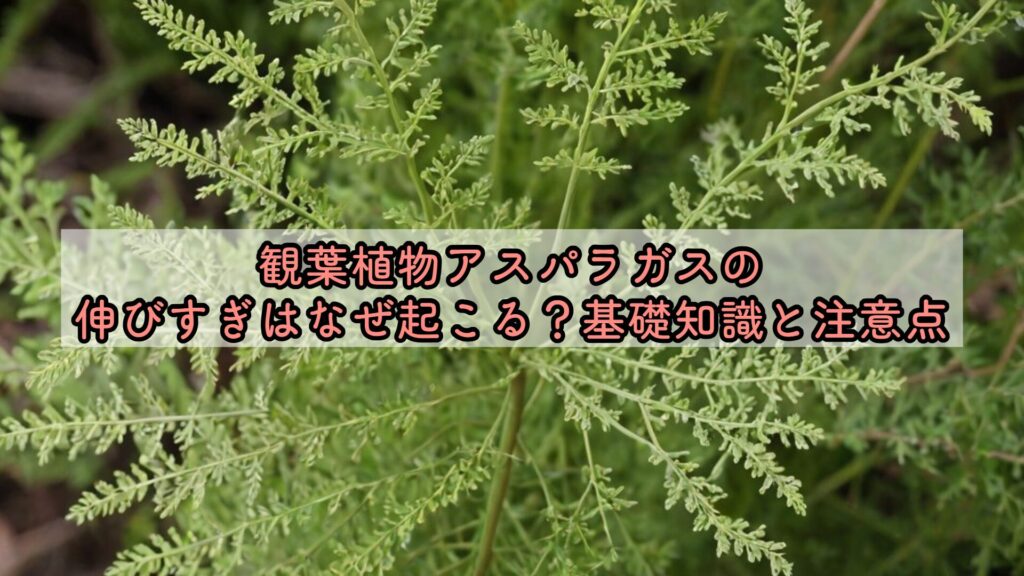 観葉植物アスパラガスの伸びすぎはなぜ起こる?基礎知識と注意点