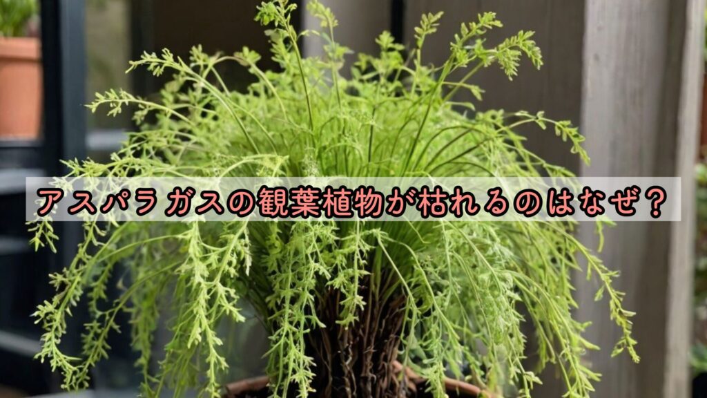 アスパラガスの観葉植物が枯れるのはなぜ?