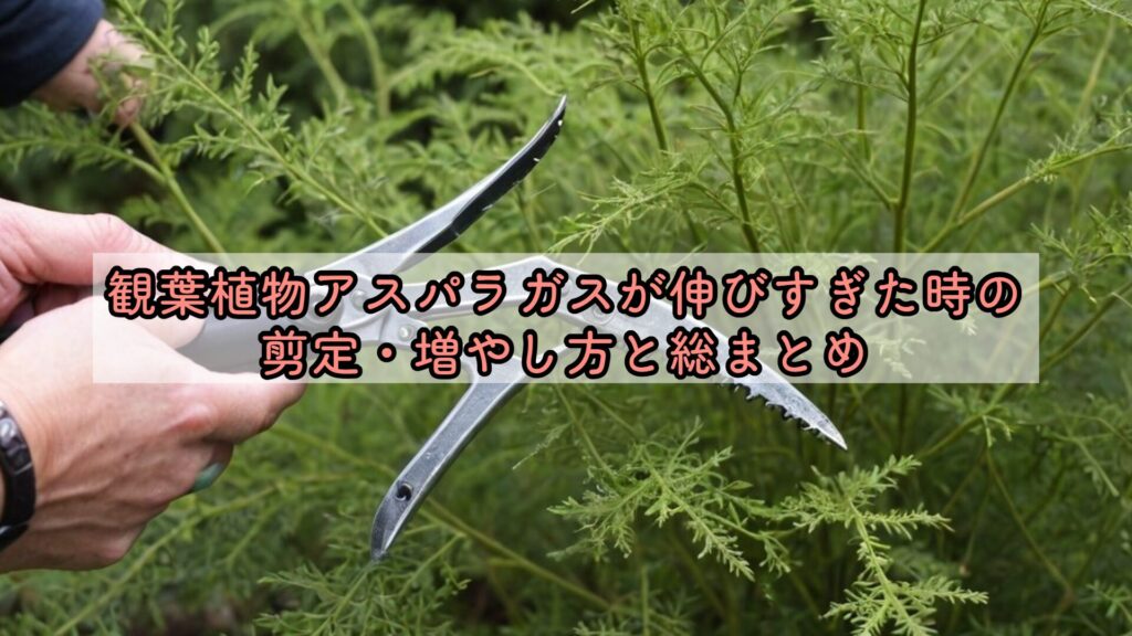 観葉植物アスパラガスが伸びすぎた時の剪定・増やし方と総まとめ