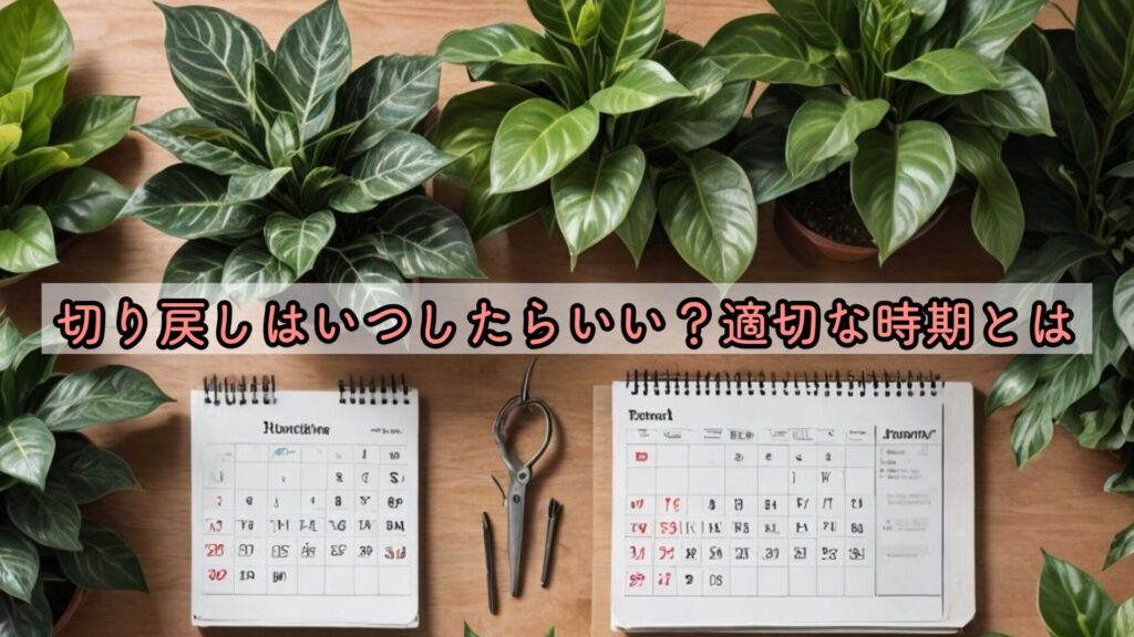 切り戻しはいつしたらいい?適切な時期とは