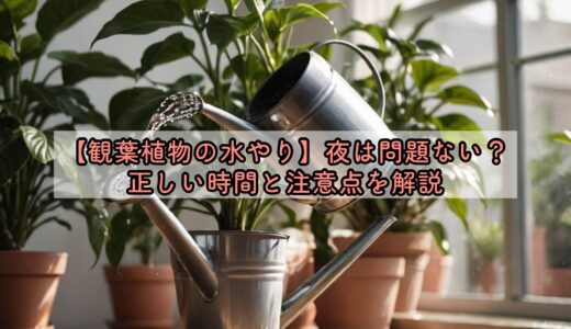 観葉植物の水やり、夜は問題ない？正しい時間と注意点を解説
