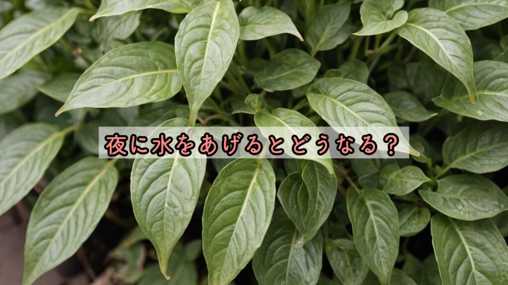 夜に水をあげるとどうなる？