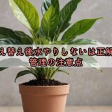 植え替え後水やりしないは正解？管理の注意点