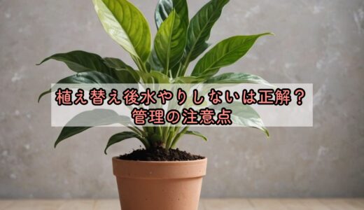 植え替え後水やりしないは正解？管理の注意点