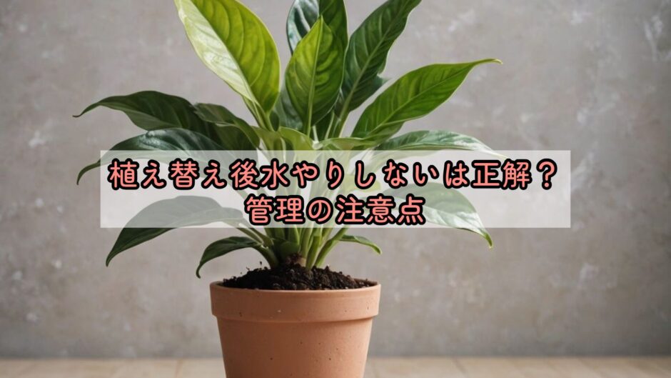 植え替え後水やりしないは正解？管理の注意点