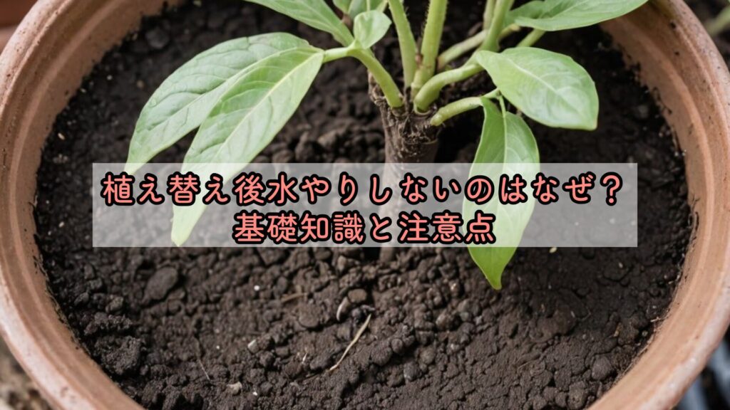 植え替え後水やりしないのはなぜ？基礎知識と注意点
