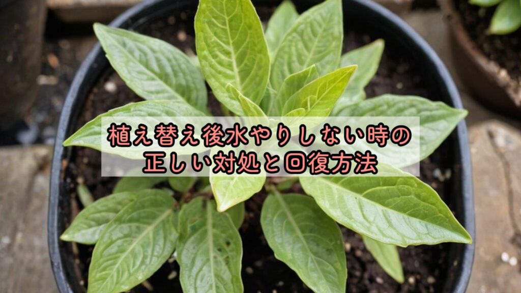 植え替え後水やりしない時の正しい対処と回復方法