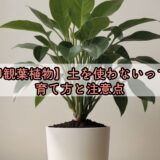 【無印観葉植物】土を使わないって何？育て方と注意点