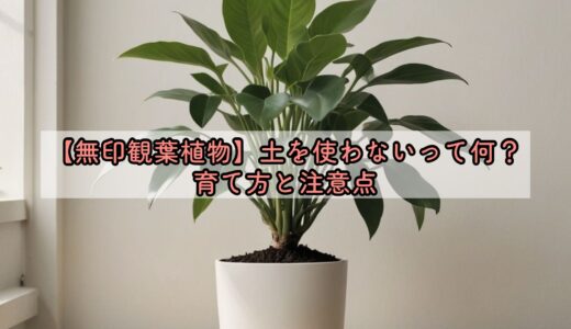 【無印観葉植物】土を使わないって何？育て方と注意点
