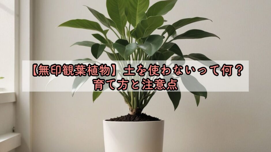 【無印観葉植物】土を使わないって何？育て方と注意点