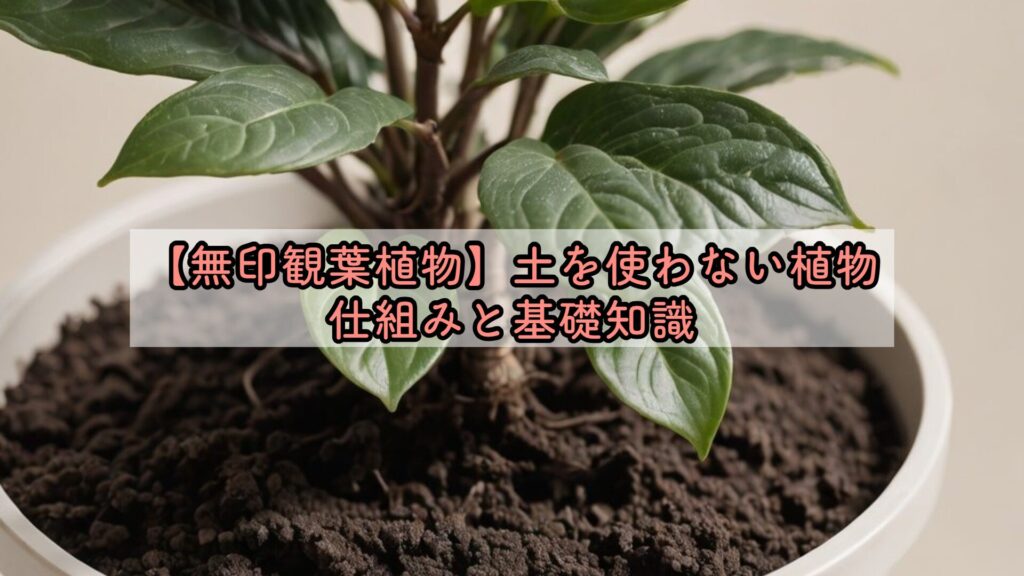 【無印観葉植物】土を使わない植物仕組みと基礎知識