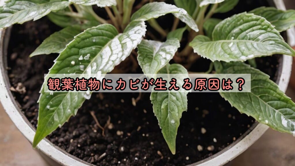 観葉植物にカビが生える原因は？