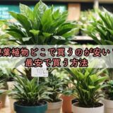 観葉植物どこで買うのが安い？最安で買う方法