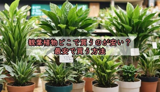 観葉植物どこで買うのが安い？最安で買う方法
