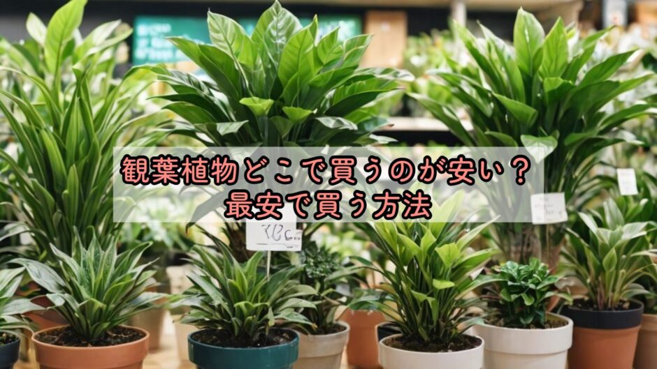 観葉植物どこで買うのが安い？最安で買う方法