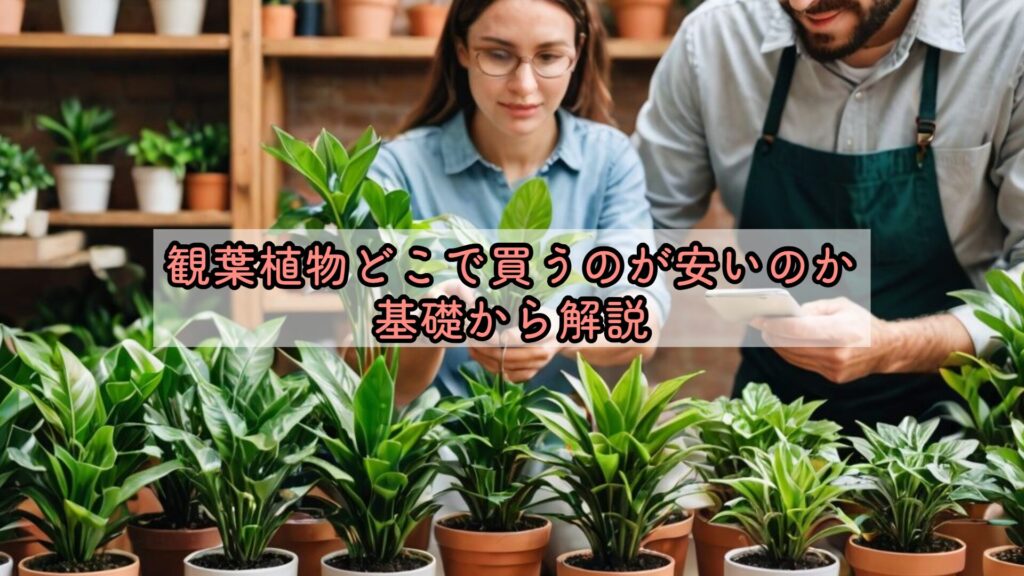 観葉植物どこで買うのが安いのか基礎から解説