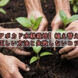 【アボカド水耕栽培】植え替えの正しい方法と失敗しないコツ