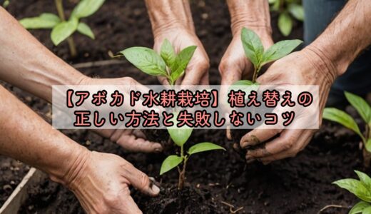 【アボカド水耕栽培】植え替えの正しい方法と失敗しないコツ
