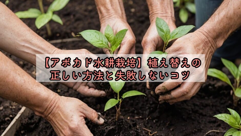 【アボカド水耕栽培】植え替えの正しい方法と失敗しないコツ