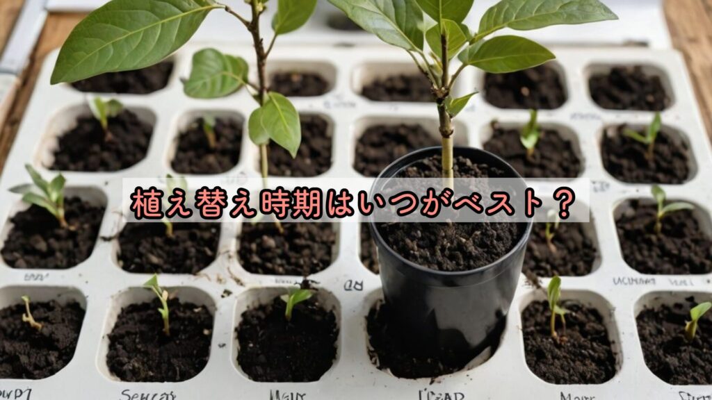 植え替え時期はいつがベスト?