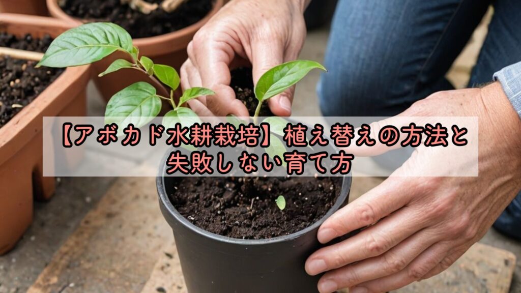 【アボカド水耕栽培】植え替えの方法と失敗しない育て方