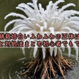 水耕栽培白いふわふわの正体は？原因と対処法まとめ初心者でもできる