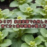 【わさび】家庭菜園で失敗しない育て方と栽培環境の整え方