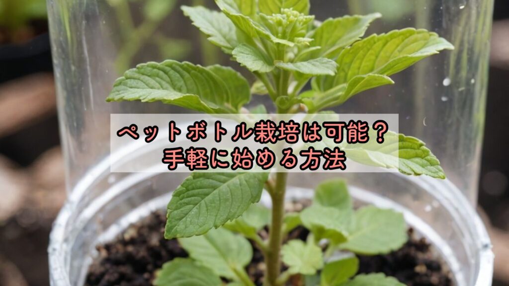 ペットボトル栽培は可能？手軽に始める方法