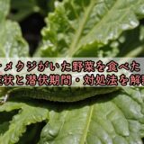 ナメクジがいた野菜を食べた！症状と潜伏期間・対処法を解説