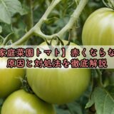 【家庭菜園トマト】赤くならない原因と対処法を徹底解説