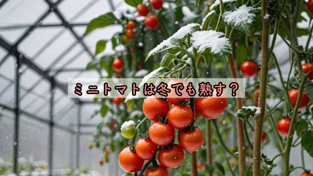 ミニトマトは冬でも熟す？