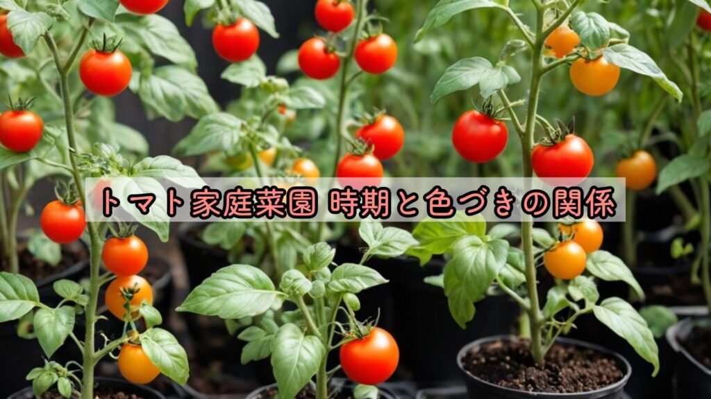 トマト家庭菜園 時期と色づきの関係